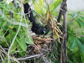 A black parrot in a nest hatches eggs on a guanabana tree.