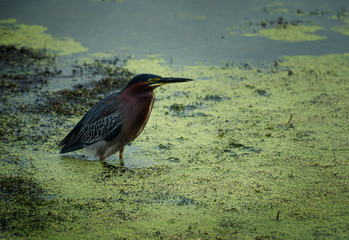 Different species of birds found in the Orlando Wetlands