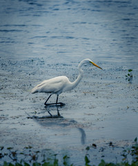 Different species of birds found in the Orlando Wetlands