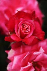 Obraz na płótnie Canvas 濃いピンク色のバラ（プリンセスチチブ）