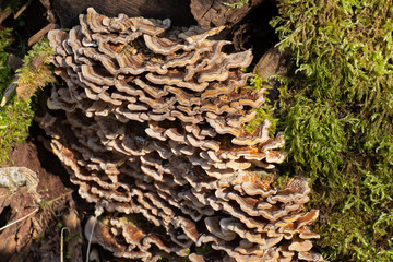 Butterfly tramete and moss on a tree trunk, also known as Trametes versicolor, Coriolus versicolor,...