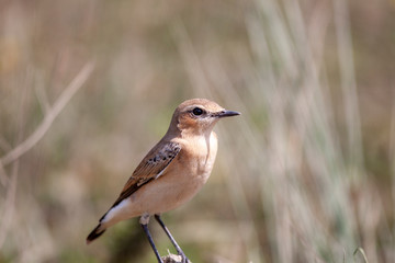 Fototapeta premium Cinereous Vulture, baby bird (Aegypius monachus) in its nest natural life.