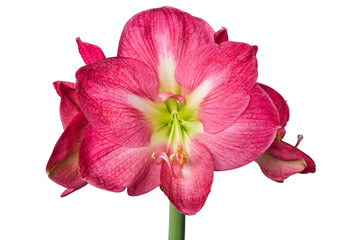 Pink Amaryllis 6