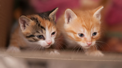Fototapeta na wymiar Two cute newborn kittens in a cardboard box, closeup faces