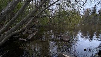 river in the forest