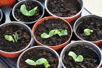 Growing young and green pumpkin seedlings in pots. Gardening background