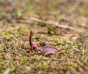 Sprouting acorn
