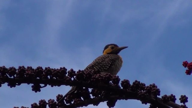 Woodpeckers: The campo flicker (Colaptes campestris) with blue sky in the background. Landscapes of Pantanal, Brazil. 