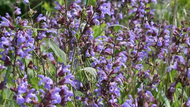 Flowers of common sage (culinary sage) swinging on the wind