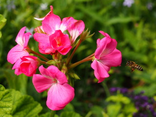 Bee approaching a flower