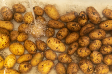 Young potatoes, fresh washes in water in a white bath. View from above a light room.