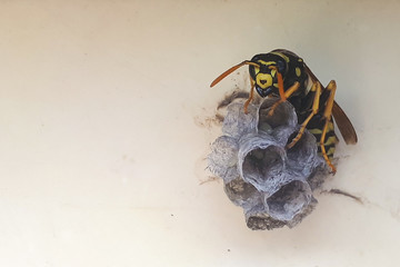 Wasp building nest. Closeup tree or paper wasp. Macro insect. Close up of wasp nest