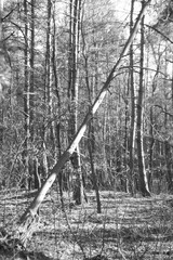 Black and white spring forest . Outdoor forest landscape.