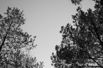 Black and white spring forest . Outdoor forest landscape.