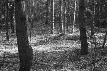 Black and white spring forest . Outdoor forest landscape.