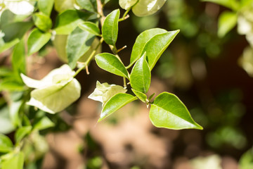 Young Green leaf of White Bougainvillea flower