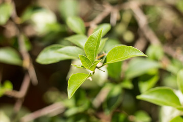 Fototapeta na wymiar Young Green leaf of White Bougainvillea flower