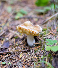 Agaricus Campestris