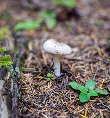 Agaricus Campestris