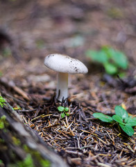 Agaricus Campestris