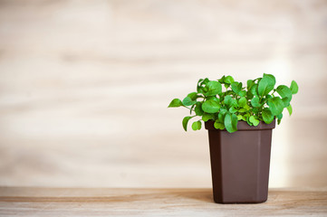 Fresh arugula grass in a brown pot on a wooden background, grown at home. Copyspace
