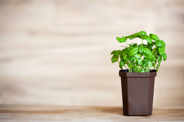 Fresh basil herb in a brown pot on a wooden background, grown at home. Copyspace