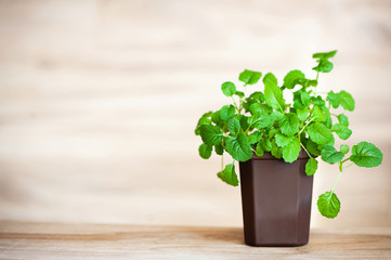 Fresh grass mustard in a brown pot on a wooden background, grown at home. Copyspace