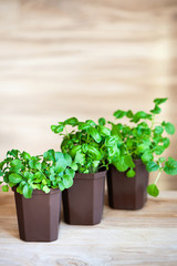 Fresh grass in a brown pot on a wooden background, grown at home. 3 pots with basil, mustard and arugula.