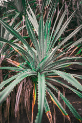 Fototapeta premium red white flowers and green leaves in the jungle of Bali in the twilight