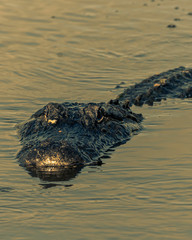 alligator in the water