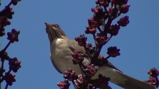The pale-breasted thrush (Turdus leucomelas). Bird feed on the Australia umbrella tree (Schefflera actinophylla)