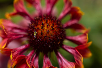 red and yellow flower