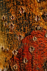 tree bark looks like a Klimt