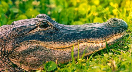 Gator profile in Vier Wetlands