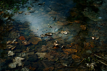 yellow leaves in the water