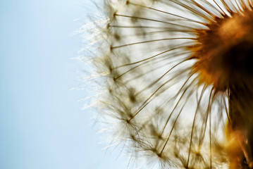 close up of dandelion art