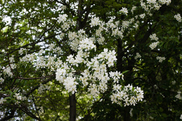 Fototapeta na wymiar Blooming apple tree in spring