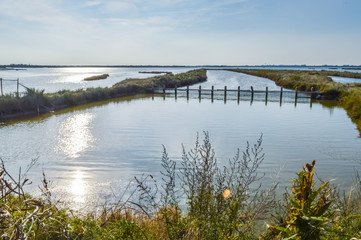 wetland at the po river delta in the north italy