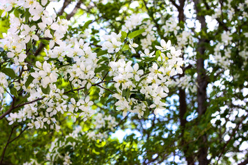 Blooming apple tree in spring