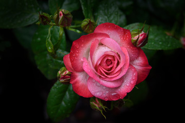 Pink Rose 5