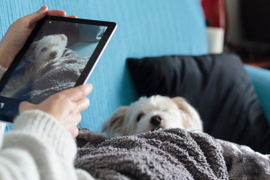 Woman On Couch Covered With Blanket Taking A Picture Of Her Cute Dog With A Tablet