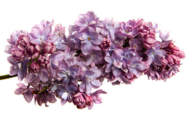 Lilac branch with flowers on an isolated white background, close-up. sprouts of a lilac bush with purple inflorescences, isolate