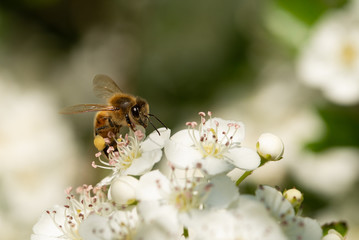 A macro shot of a honey bee collecting pollen from pyracantha flowers
