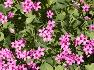 Oxalis articulata | Wood sorrel or pink sorrel, plant with a mound bright-green clover-like leaves covered with bright pink flowers blooming in spring