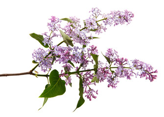 Lilac branch with flowers on an isolated white background. sprouts of a lilac bush with purple inflorescences, isolate