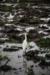 a white Heron on a plowed rice field in the water