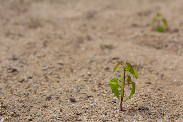alone young green plant in the sand