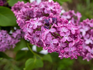 Fototapeta premium Macro image of spring lilac violet flowers, abstract soft floral background