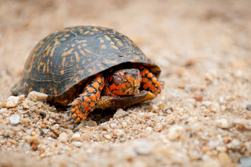 Baby eastern box turtle with orange body crawling in sand.