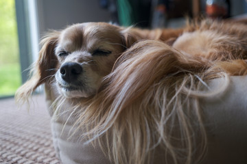Naklejka premium Sleeping spaniel